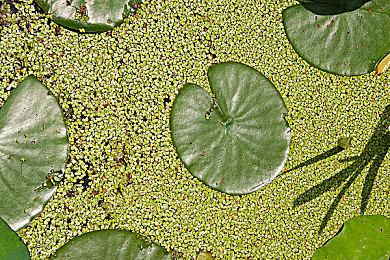 第一人称密室恐怖游戏《千代》将于10月底发售 登陆PC和PS